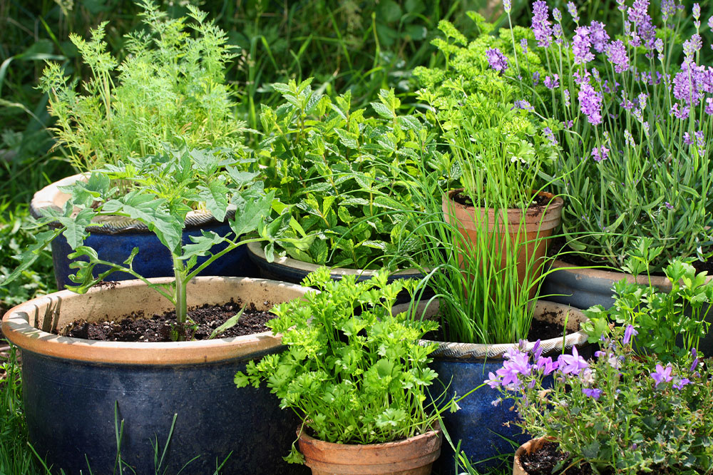 Benefits of gardening and easy tips to get started