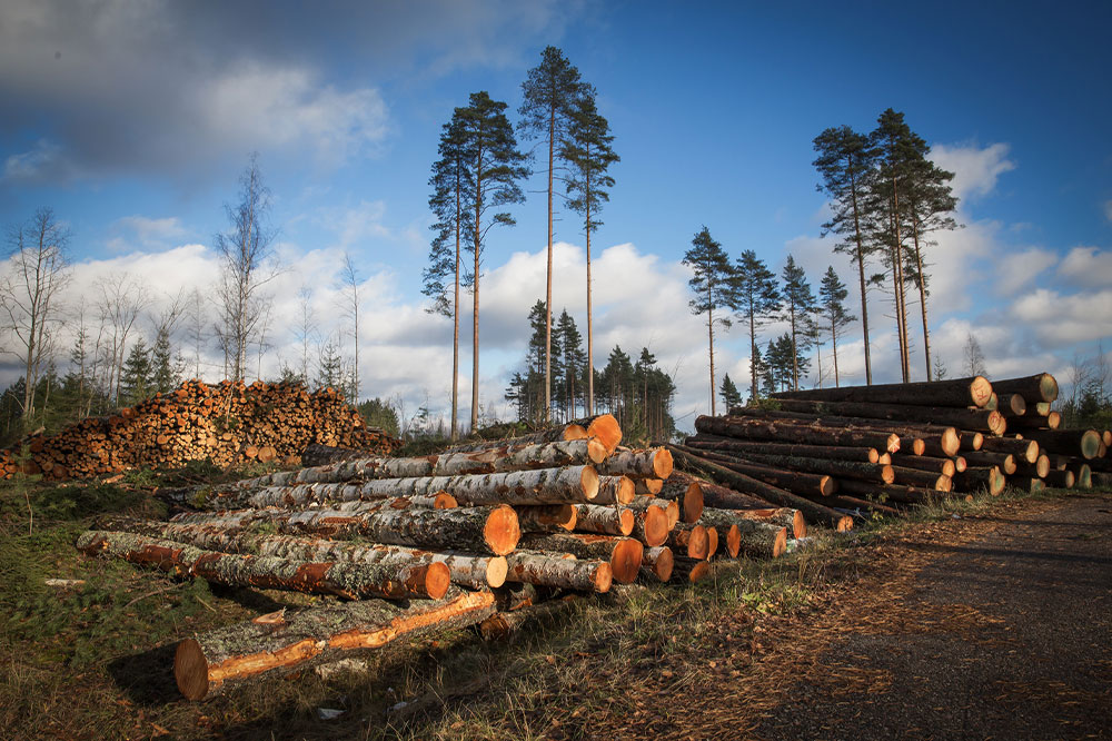 Types of logging systems and key forestry equipment